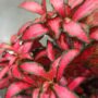 Fittonia Verschaffeltii red star