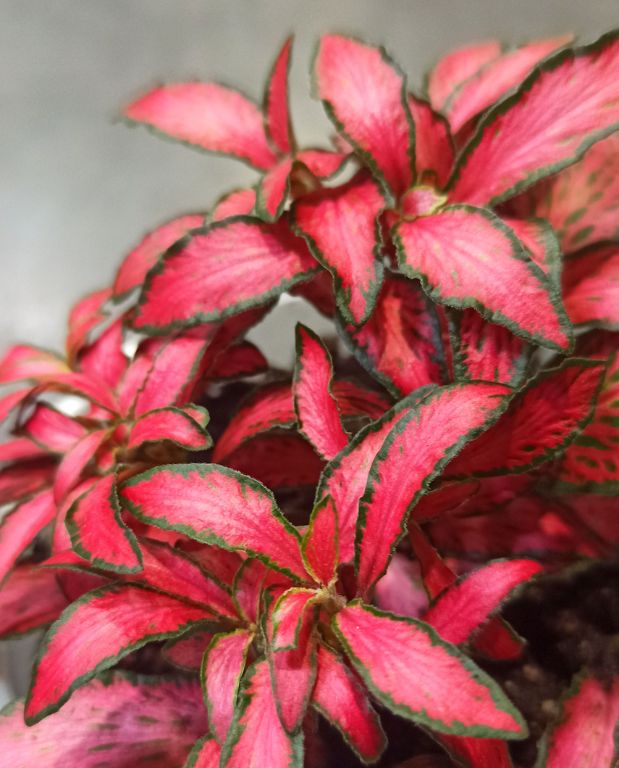 Fittonia Verschaffeltii red star