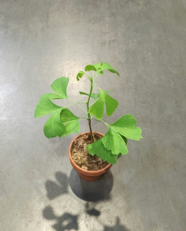 Ginkgo biloba