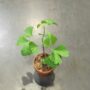 Ginkgo biloba