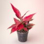 aglaonema cherry baby M 12cm