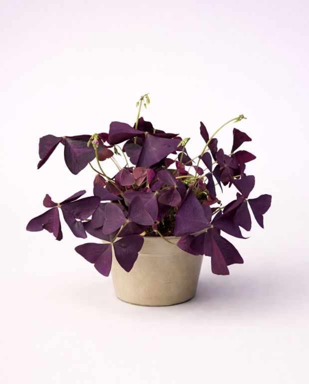 oxalis triangularis ikigai
