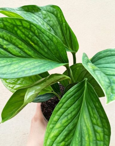 Monstera pinnatipartita alternative