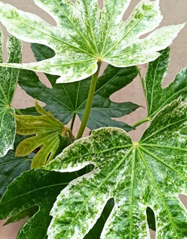 Fatsia japonica variegata alternative
