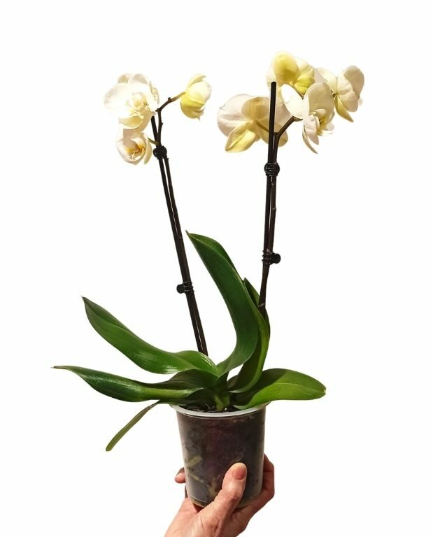 Phalaenopsis blanche