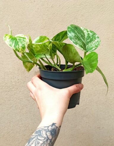 Epipremnum Marble Queen