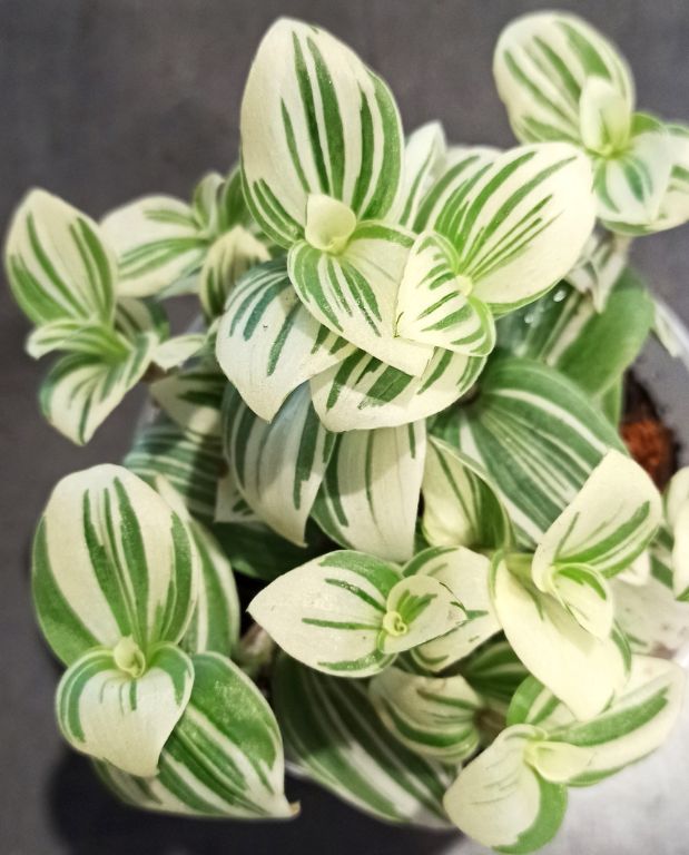 Tradescantia albiflora brightness