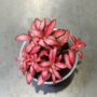 Fittonia Verschaffeltii red star