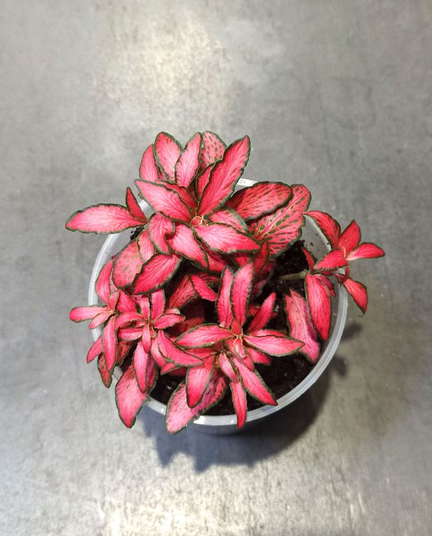 Fittonia Verschaffeltii red star