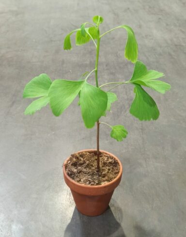 Ginkgo biloba
