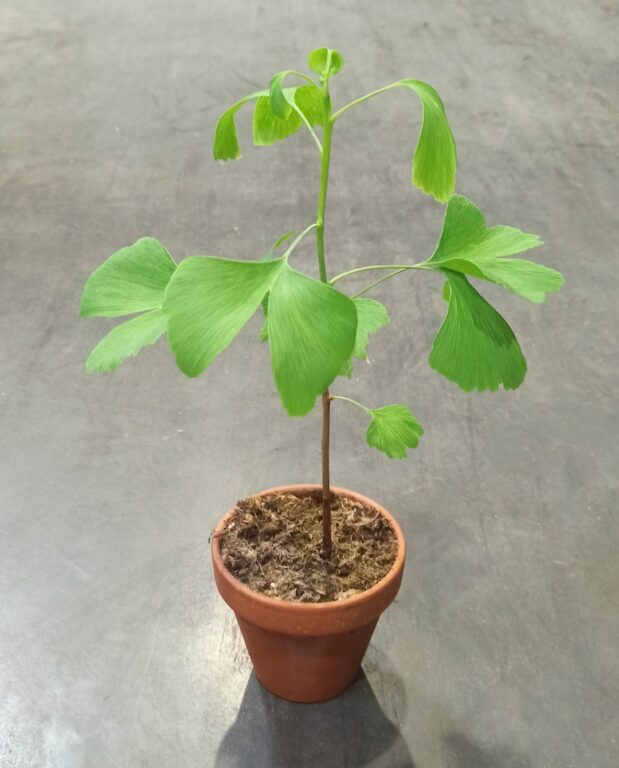 Ginkgo biloba