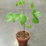 Ginkgo biloba
