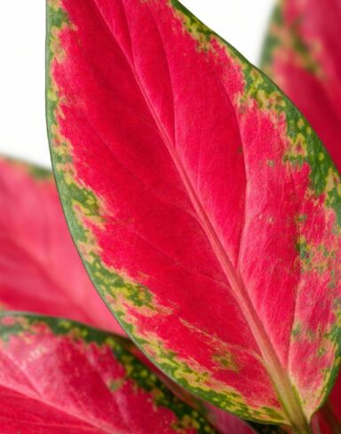 Aglaonema Cherry Baby alternative