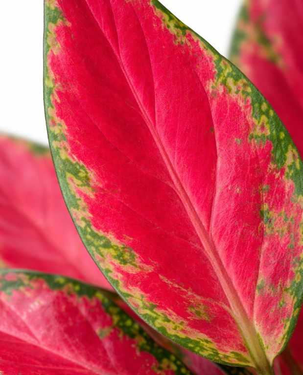 aglaonema cherry baby M 12cm