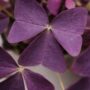 oxalis triangularis ikigai