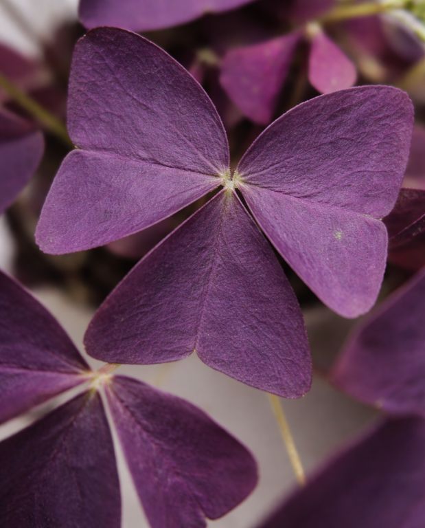 oxalis triangularis ikigai