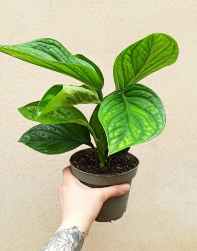 Monstera pinnatipartita