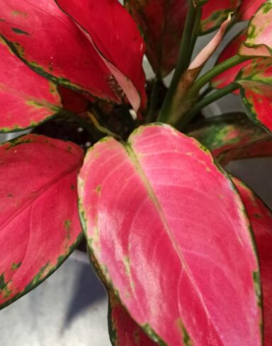 Aglaonema Cherry Baby alternative