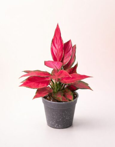 aglaonema cherry baby M 12cm
