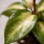 Hoya Carnosa Tricolor fleurs de porcelaine