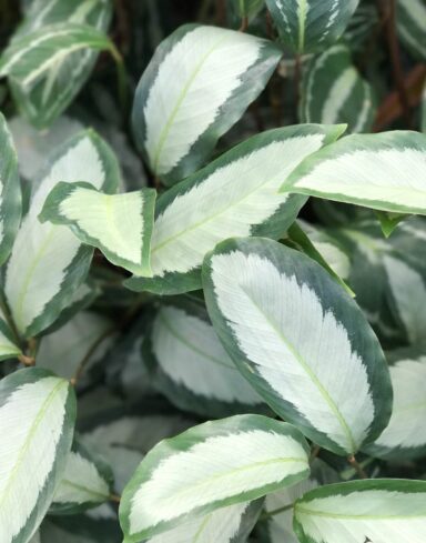 Calathea Picturata Argentea – Plante Paon alternative