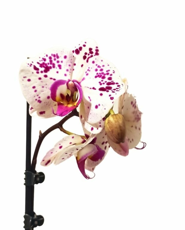 Phalaenopsis violette