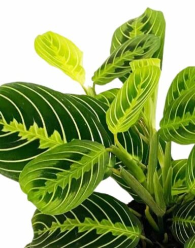 Maranta lemon lime
