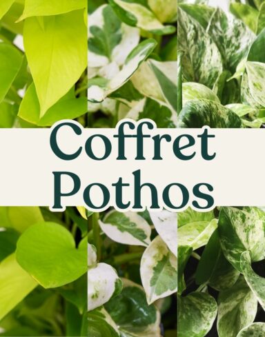 coffret pothos