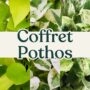 coffret pothos