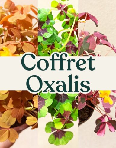 coffret trio oxalis