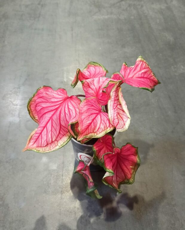 Caladium Florida Sweetheart