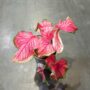 Caladium Florida Sweetheart