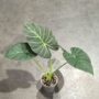 Alocasia Regal Shield vue de dessus