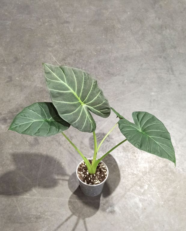 Alocasia Regal Shield vue de dessus
