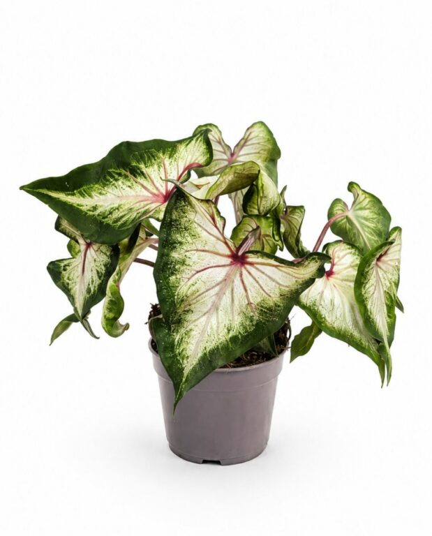 Caladium White Delight