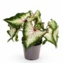 Caladium White Delight