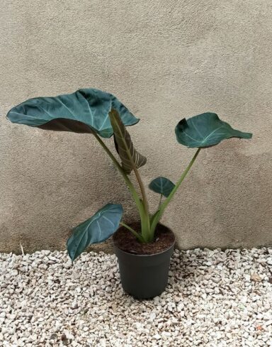 Alocasia regal shield