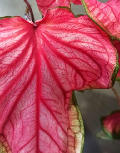 Caladium Florida Sweetheart alternative