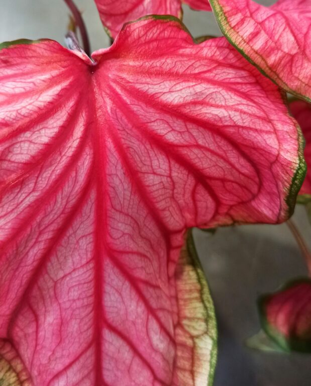 Caladium Florida Sweetheart
