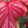 Caladium Florida Sweetheart
