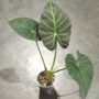 Alocasia Regal Shield rempotée en mix alocasia