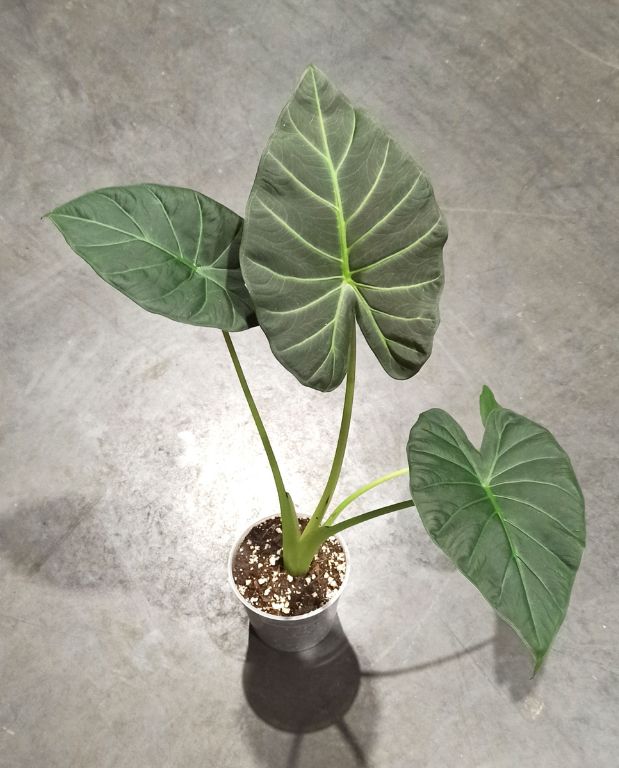 Alocasia Regal Shield rempotée en mix alocasia