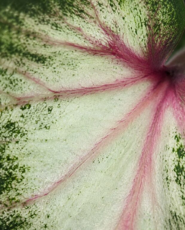 Caladium White Delight