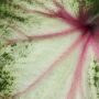 Caladium White Delight