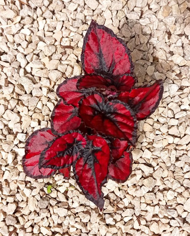 Begonia rex Harmony's Red Robin