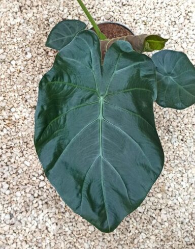 Alocasia regal shields alternative