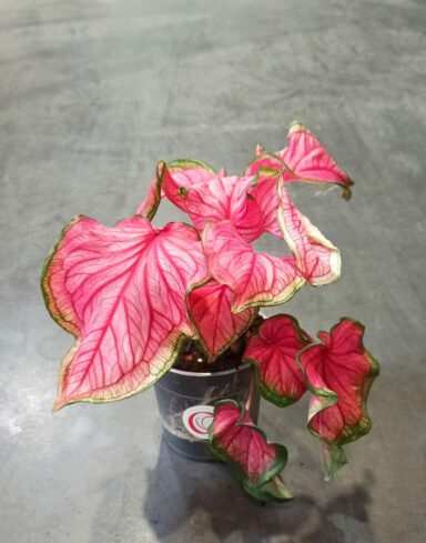 Caladium Florida Sweetheart