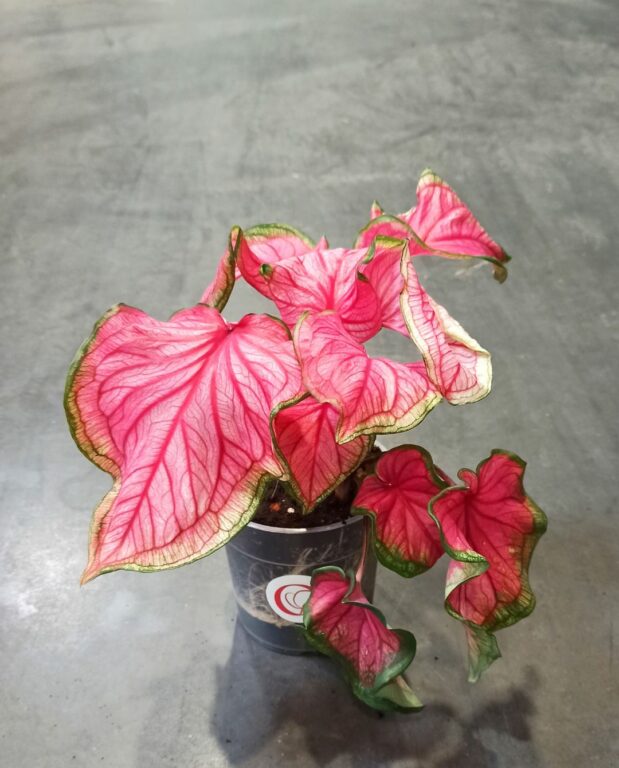 Caladium Florida Sweetheart