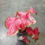 Caladium Florida Sweetheart