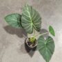 Alocasia Regal Shield oreilles d'éléphant